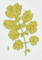 plant-nie-barwinek-2025